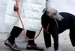 Ray Dog Harness by Boo Oh Gold