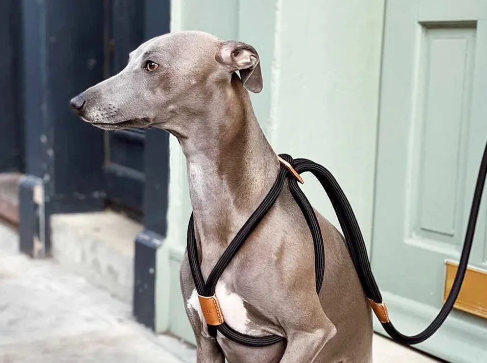 Ray Dog Harness by Boo Oh Elegant Grey