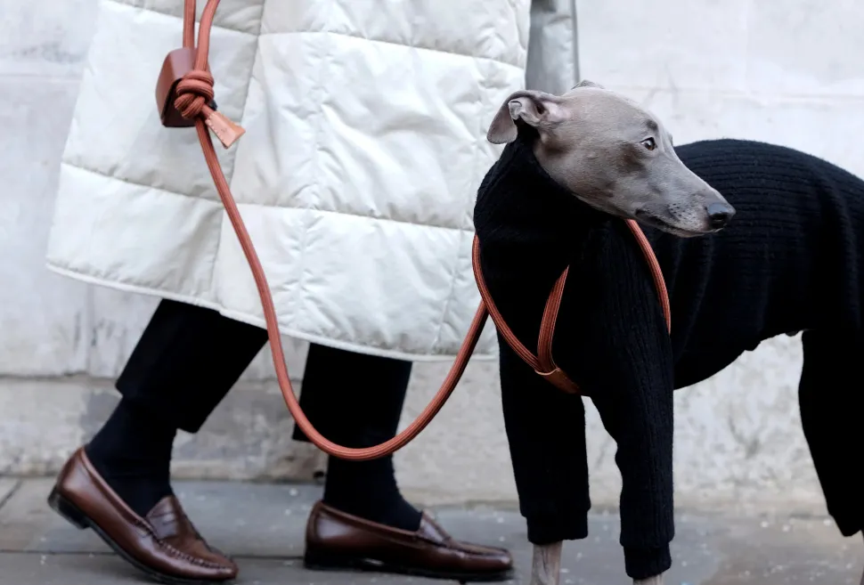 Ray Dog Harness by Boo Oh Elegant Grey