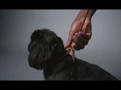 Ray Large Dog Harness by Boo Oh Green