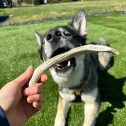 Split Reindeer Antlers for Dogs