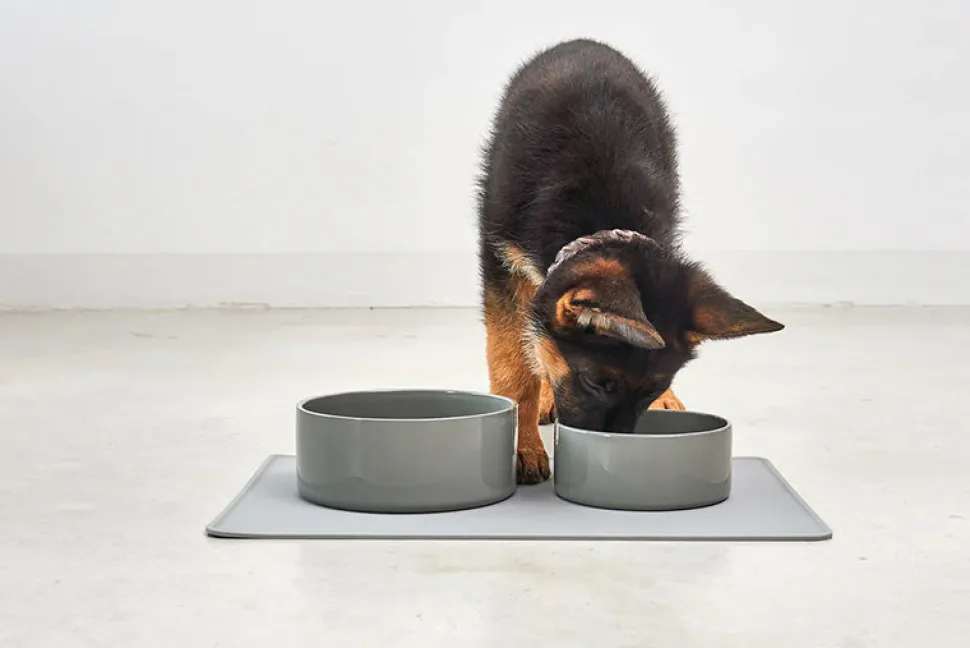 Two Scodella High Quality Porcelain Dog Bowls For Large Size Dogs