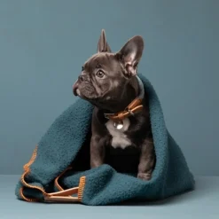 Water-resistant Casentino Wool Dog Blanket