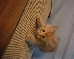 Wesley Modern Cat Scratching Post