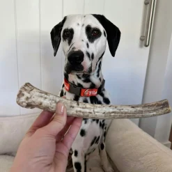 Whole Reindeer Antlers for Dogs
