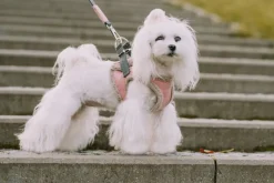 Yeti Dog Harness & Leash - ROSE