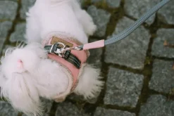 Yeti Small Dog Harness & Leash - Cream
