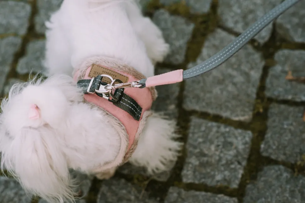 Yeti Small Dog Harness & Leash - Cream