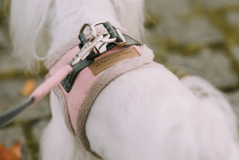 Yeti Small Dog Harness & Leash - Cream